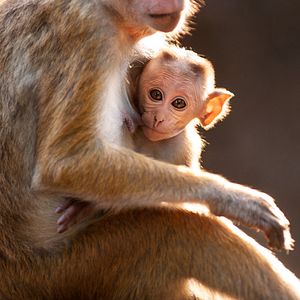 Photo Au Royaume des Singes