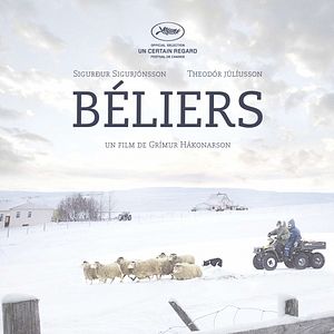 Photo Béliers