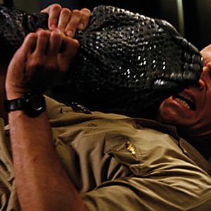 Photo Des serpents à bord