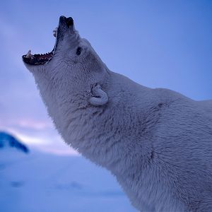 Photo Opération Arctique