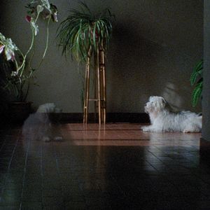 Photo Les mille et une nuits - Le Désolé