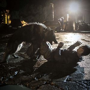 Photo Panthers / The Last Panthers