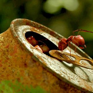 Photo Minuscule - La vallée des fourmis perdues