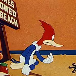 Photo Woody Woodpecker