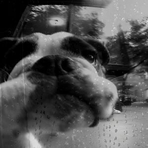 Photo Heart Of A Dog