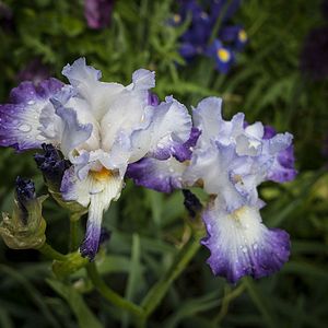 Photo Peindre le jardin moderne : de Monet à Matisse