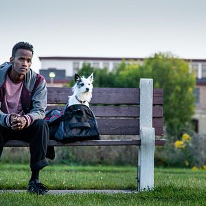 Photo A Stray