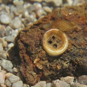 Le Bouton de nacre : Photo