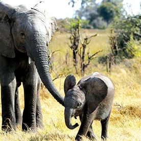 Photo Naledi, l'éléphanteau orphelin