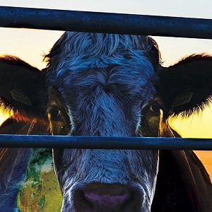 Photo Cowspiracy: The Sustainability Secret