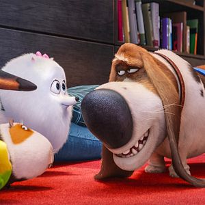 Photo Comme des bêtes