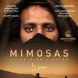 Photo Mimosas, la voie de l’Atlas
