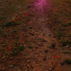 Photo La nuit et l'enfant