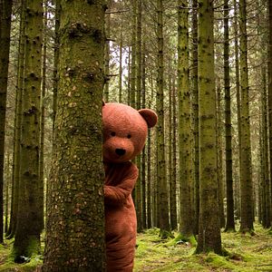 Photo Black Bear