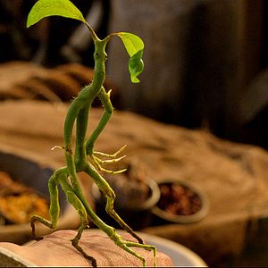 Photo Les Animaux fantastiques