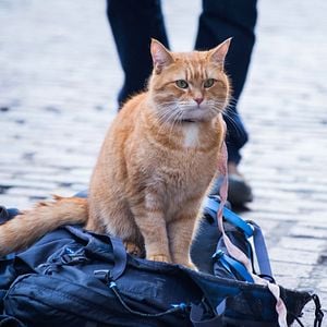 Photo Un chat pour la vie