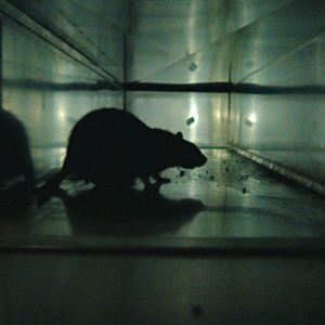 rats by robert sullivan