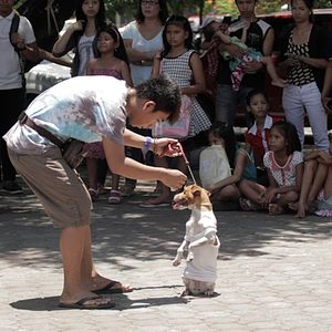 Photo The Dog Show