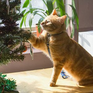 Photo Un chat pour la vie
