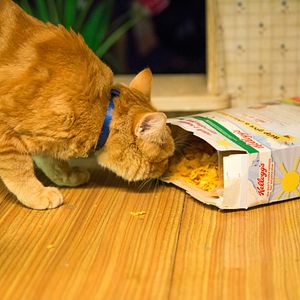 Photo Un chat pour la vie
