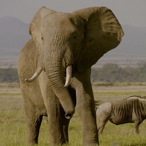 Photo The Ivory Game