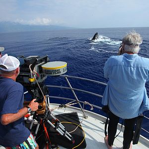 Photo Baleines