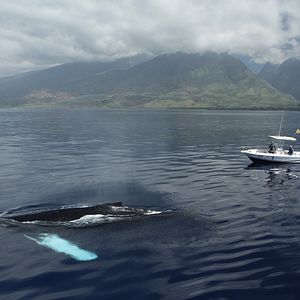 Photo Baleines