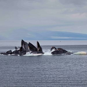 Photo Baleines