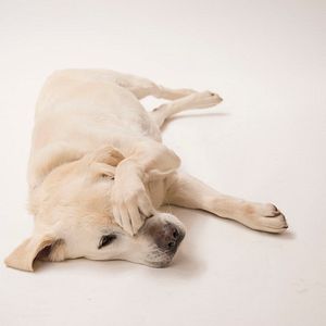 Photo Qui garde le chien ?