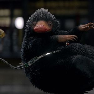 Photo Les Animaux fantastiques