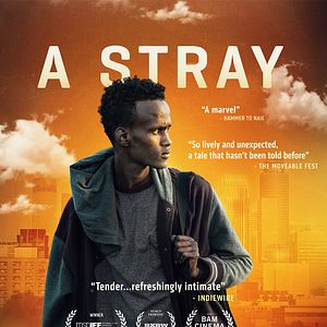 Photo A Stray