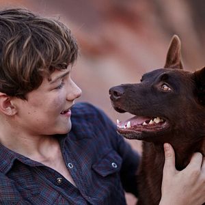Photo Blue, mon Chien d'Australie