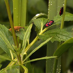 Photo Gilles Clément, Le Jardin en mouvement