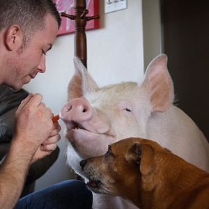 Photo La Fin de la viande