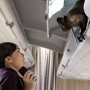 Photo Crystal the Monkey