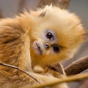 Photo Nés en Chine