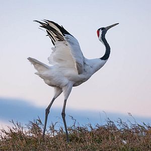 Photo Nés en Chine