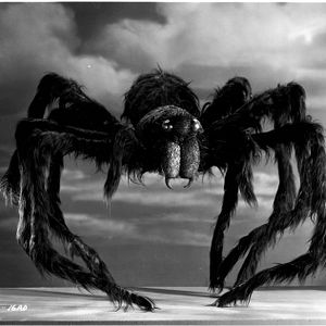 Photo Tarantula