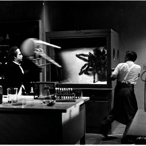Photo Tarantula