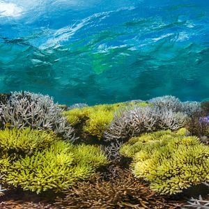 Photo Chasing Coral