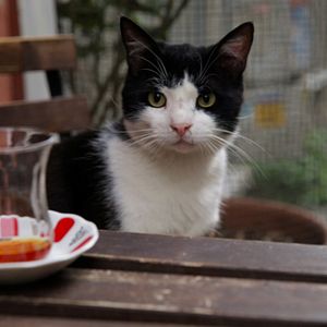 Photo Kedi - Des chats et des hommes