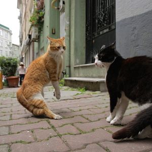 Photo Kedi - Des chats et des hommes