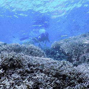 Photo Chasing Coral