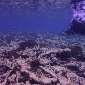 Photo Chasing Coral