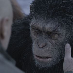 Photo La Planète des Singes - Suprématie