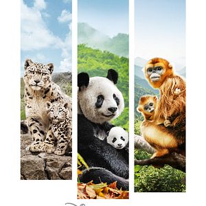 Photo Nés en Chine