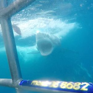 Photo Open Water 3 : Les abîmes de la terreur