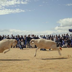 Photo Des Moutons et des Hommes