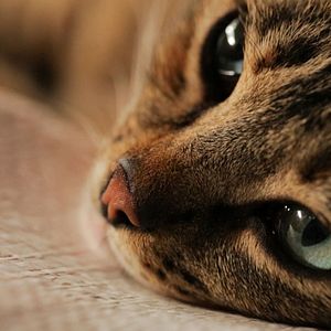 Photo Kedi - Des chats et des hommes