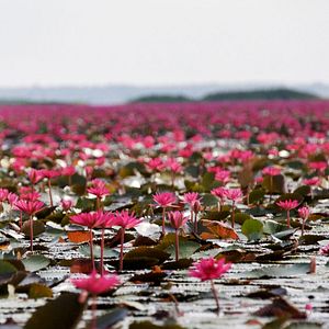 Photo Thailand: Earth's Tropical Paradise